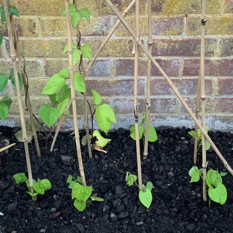 how-do-beans-grow-step-by-step-guide