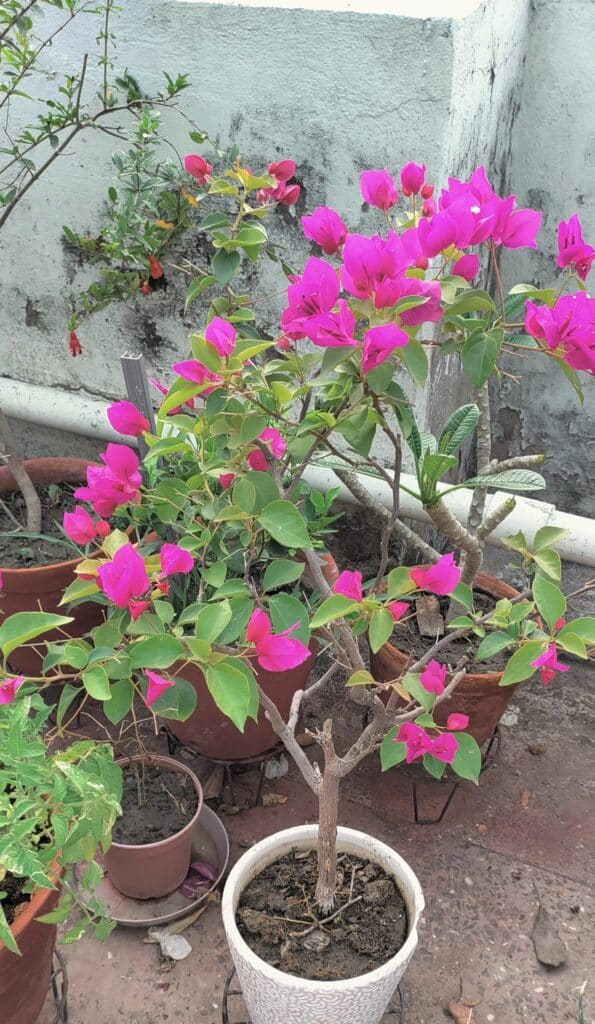 Pruned Bougenvillea plant