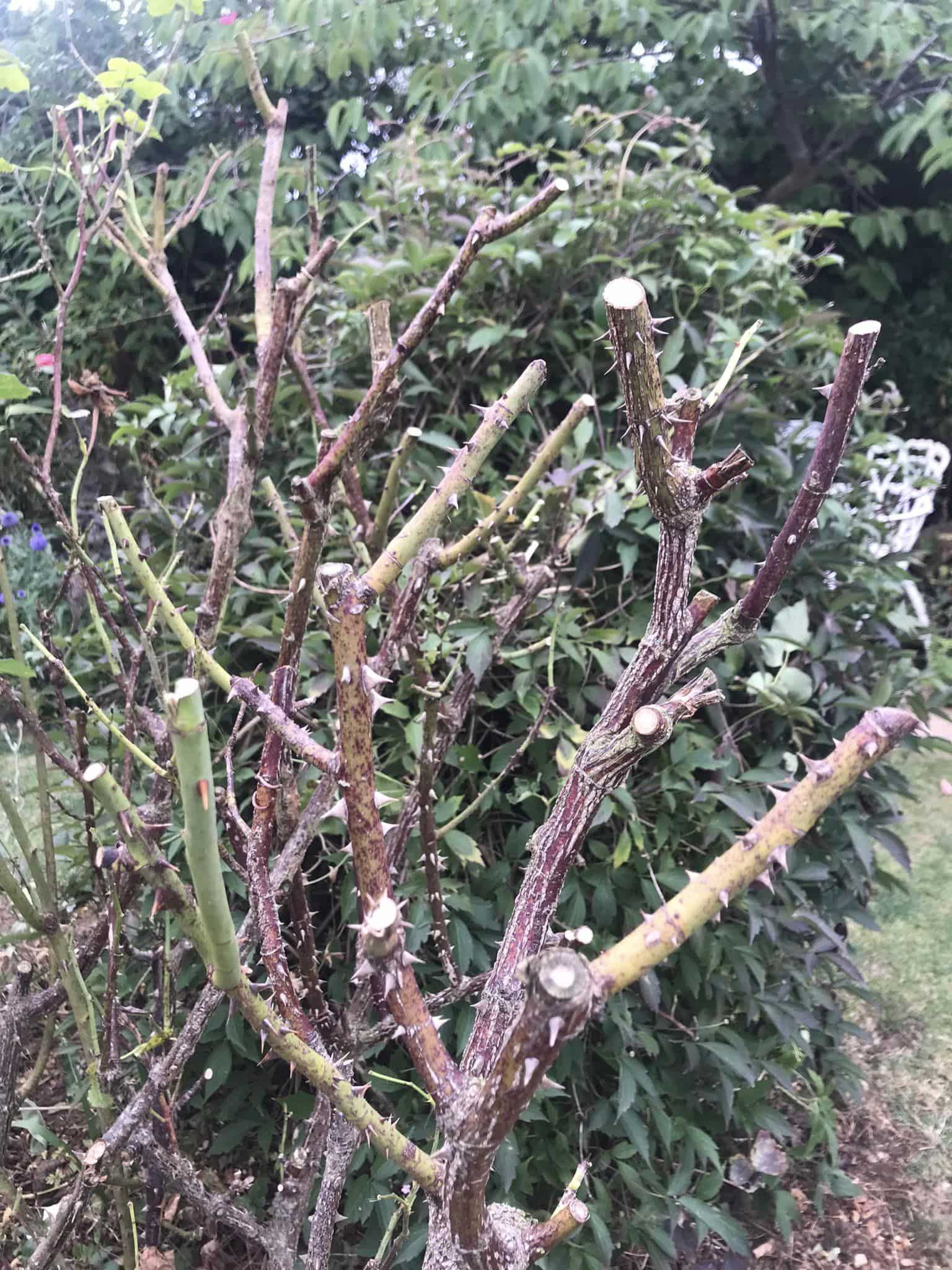 Pruned Rose plant