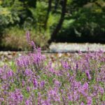 Purple loosestrife
