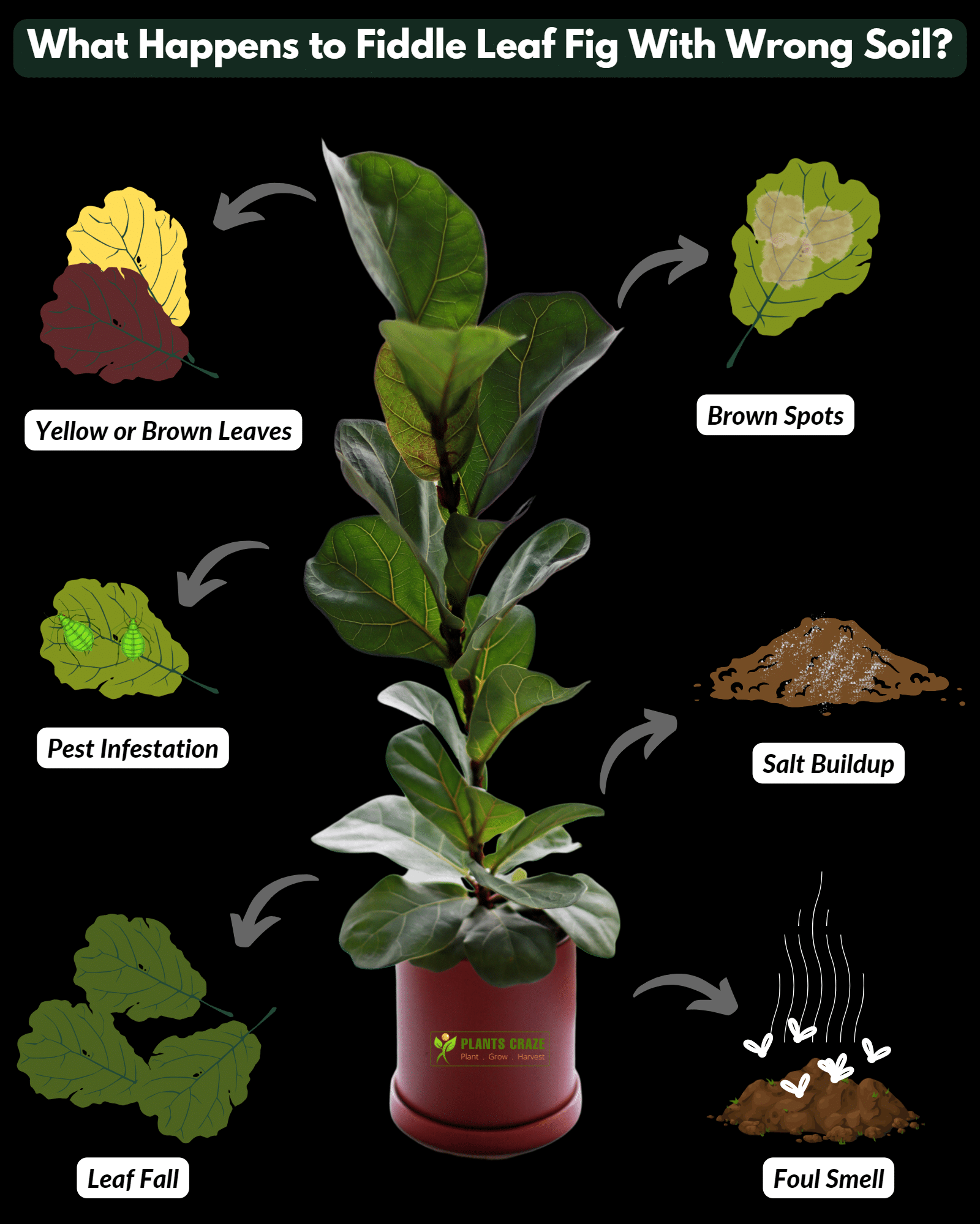 Image illustrates the signs of using wrong soil in Fiddle Leaf Figs