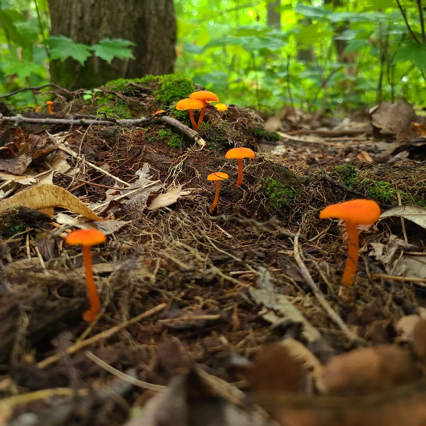 Mushrooms growing on the mushy soil