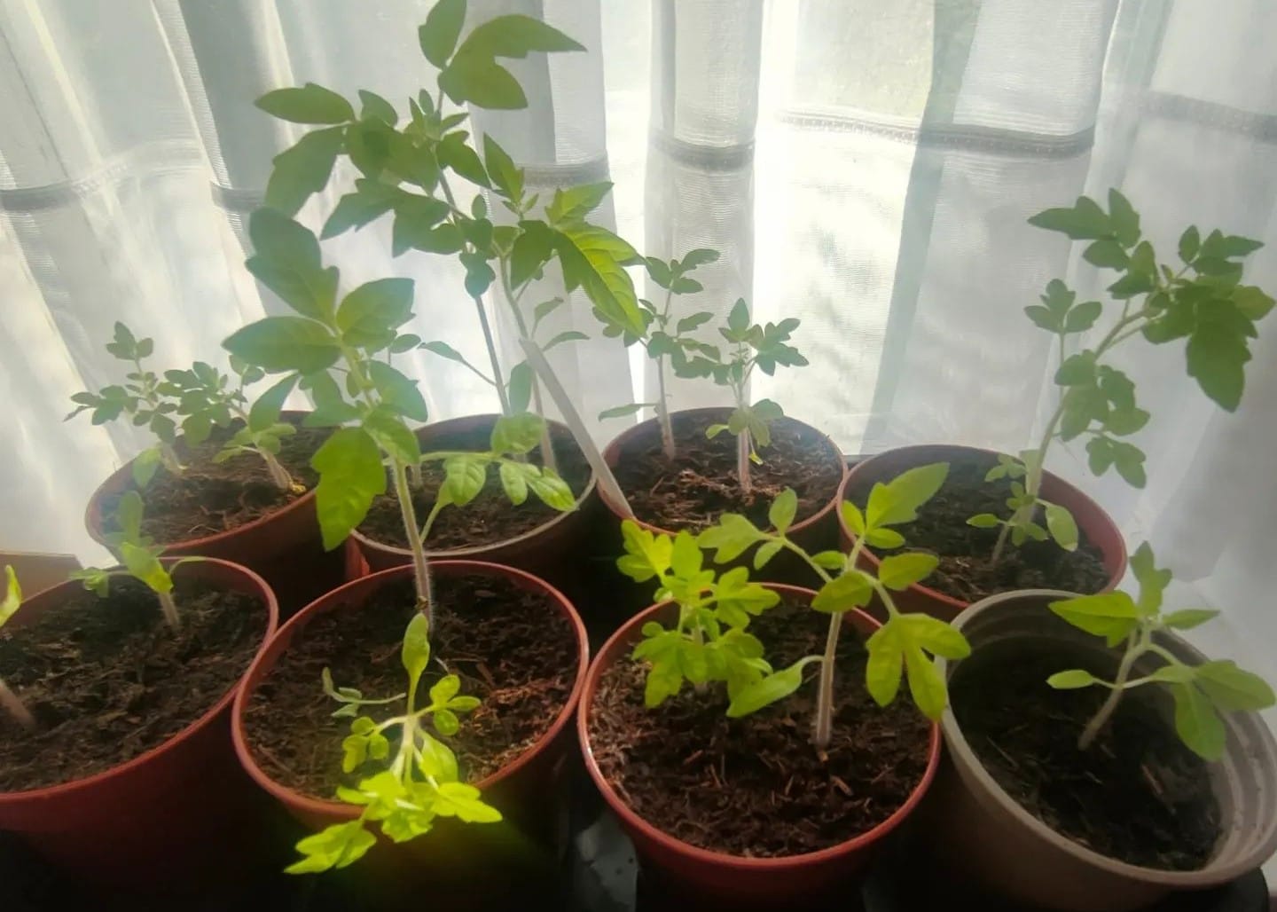 Why Are My Tomato Seedlings Turning Yellow And Wilting At Cameron Why Are My Tomato Seedlings Turning Yellow And Wilting At Cameron