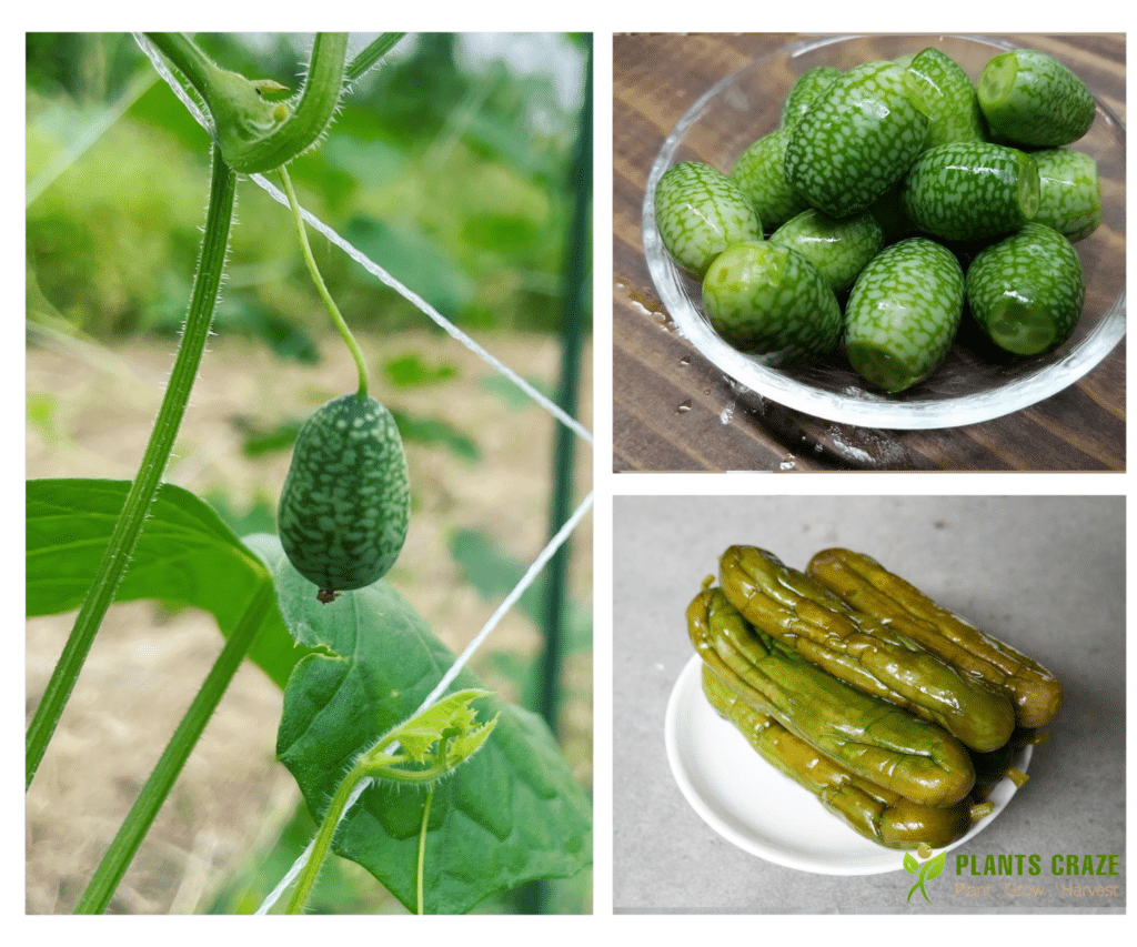 Popular Cucumber Types With Names Pictures