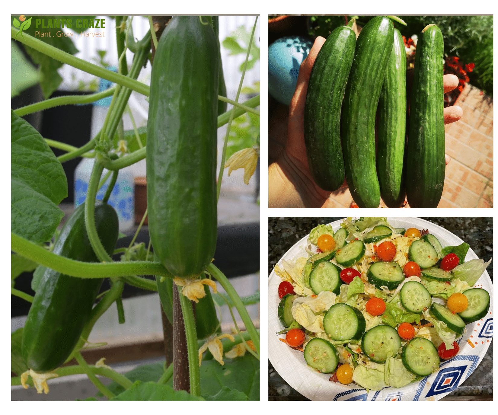 Slicing Cucumber as salad