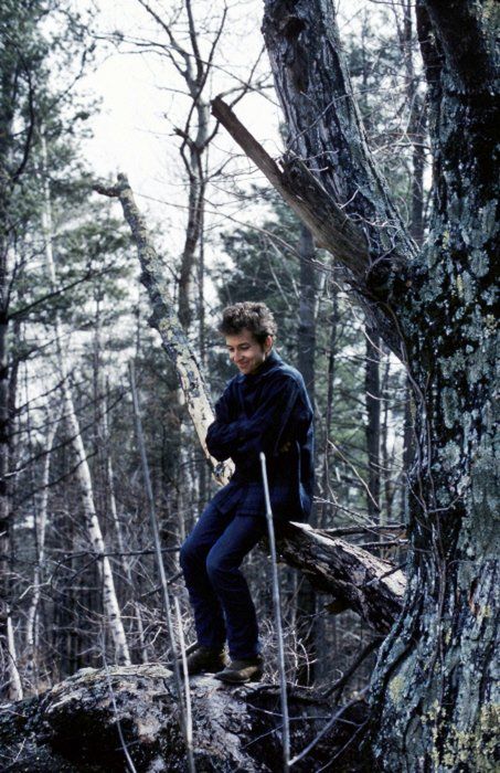 Young bob dylan sitting on a tree