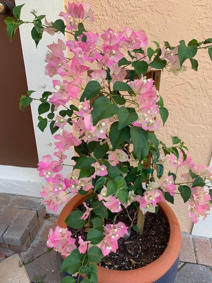 bougainvilla flowers grown in pot