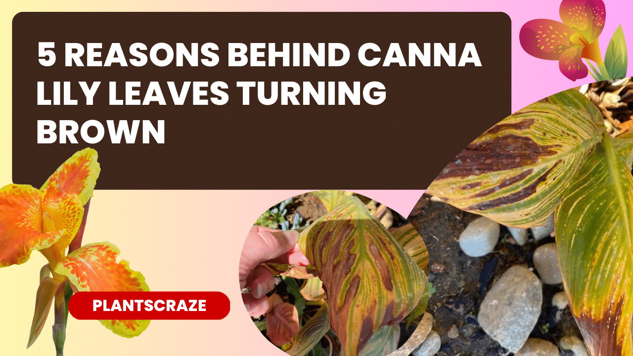 Are Your Canna Lily Leaves Turning Brown? [5 Causes With Fixes]