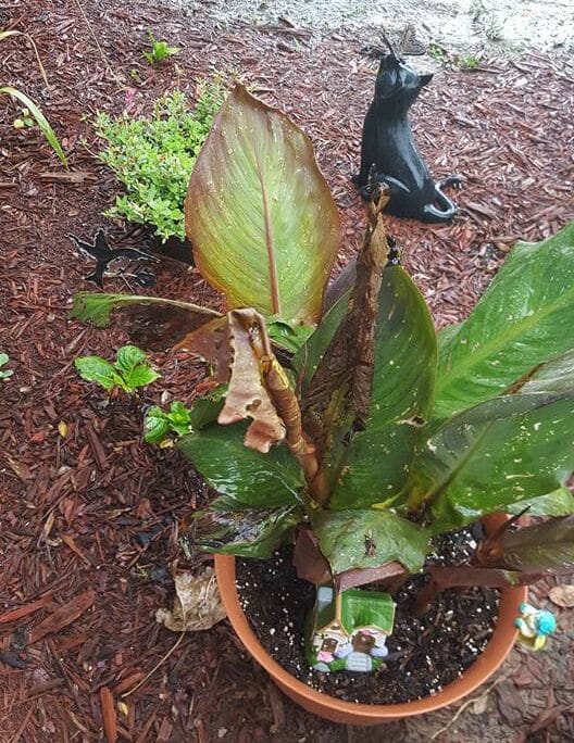 canna lily leaves turn brown