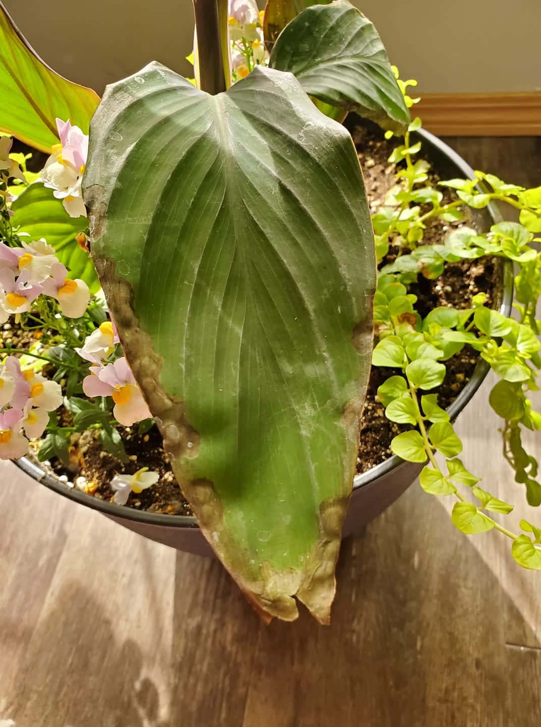 canna lily leaves turning brown from edges