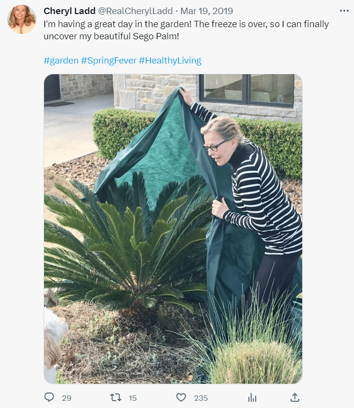 covering Sago palms with blanket