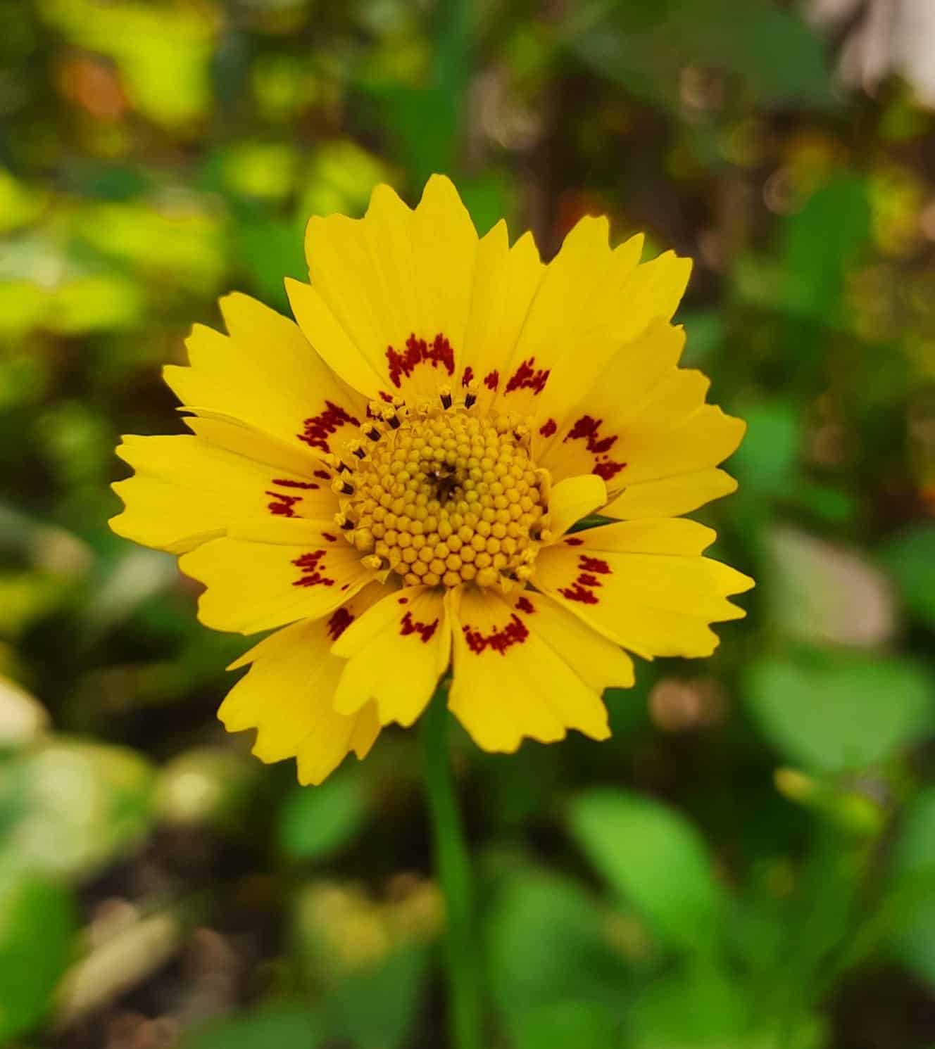 Coreopsis flower