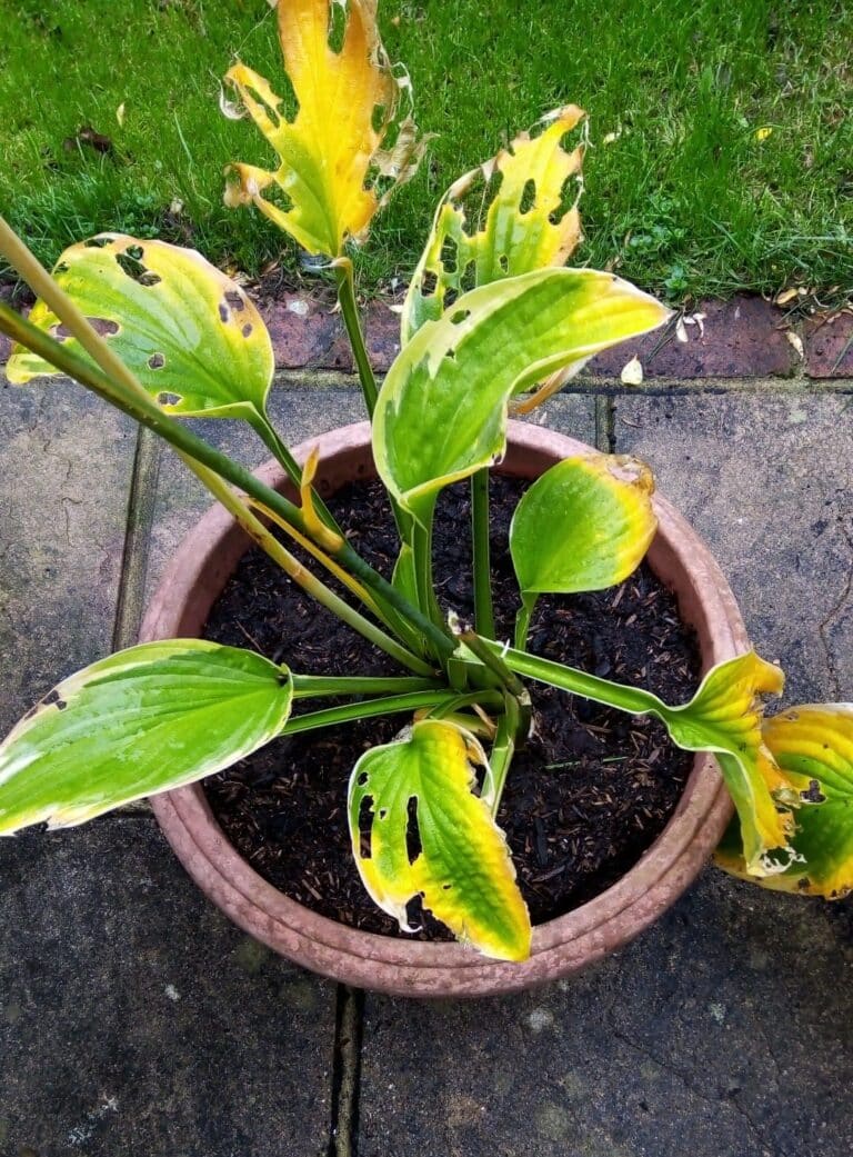 Why Are My Hostas Turning Yellow Causes & Solutions