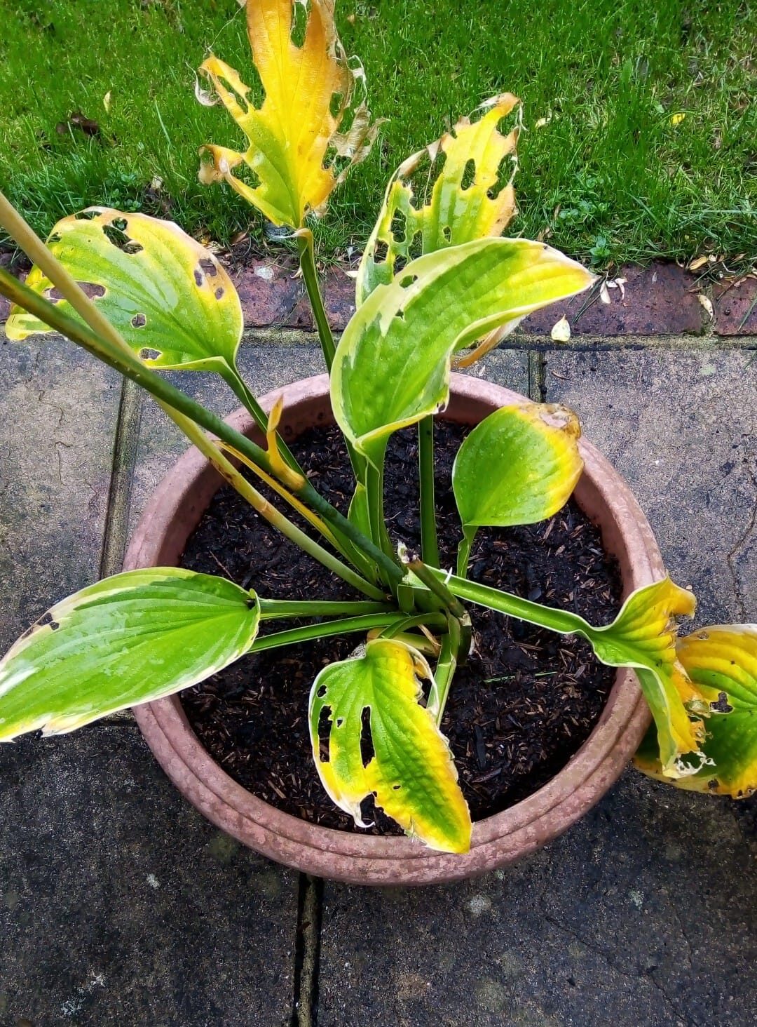 Hosta leaves turning Yellow due to Pests