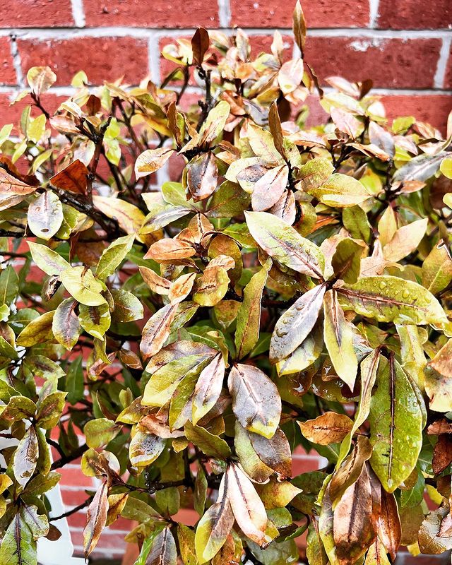 Overwatered Bay leaves