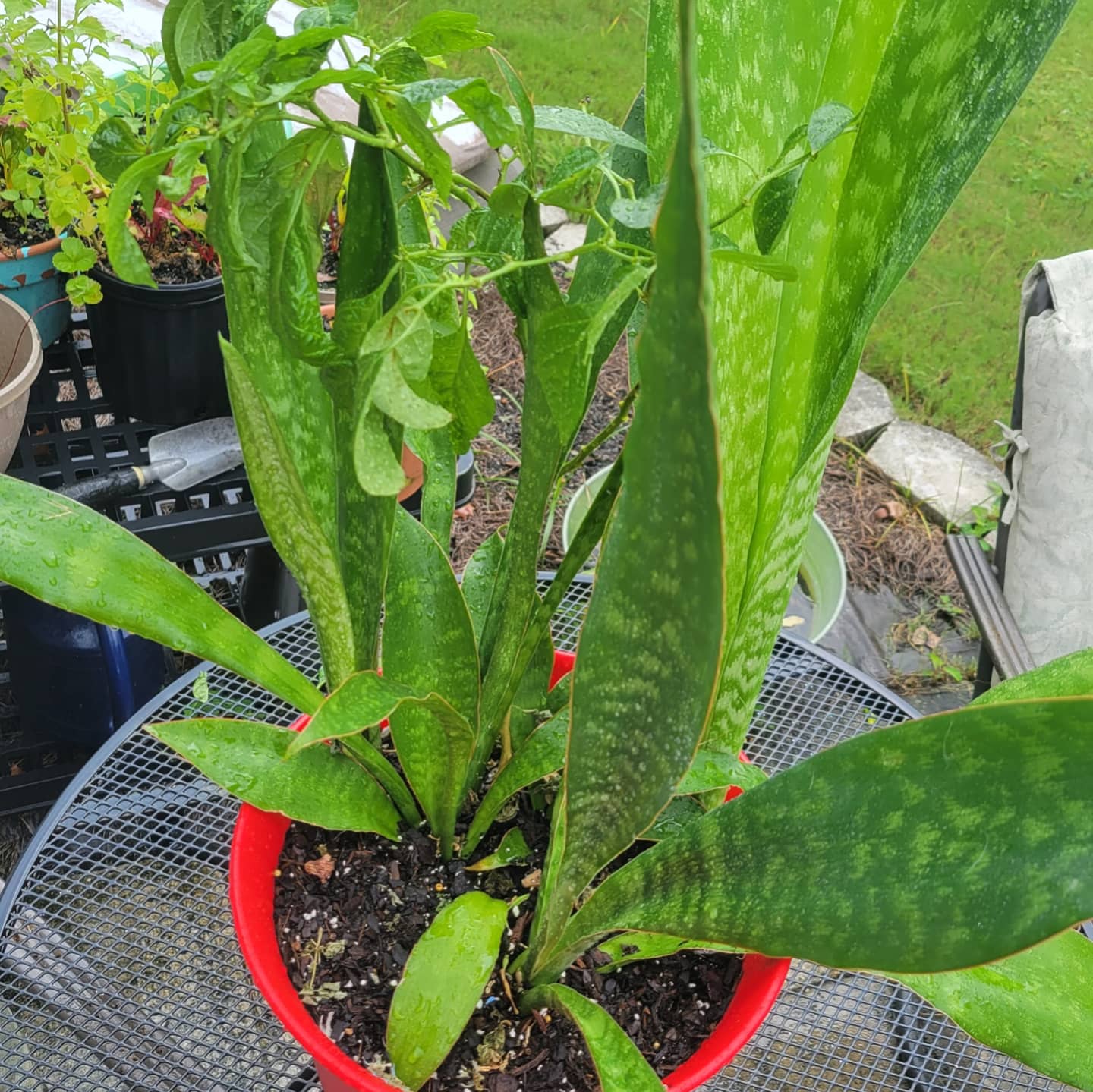 potted snake plant outdoors