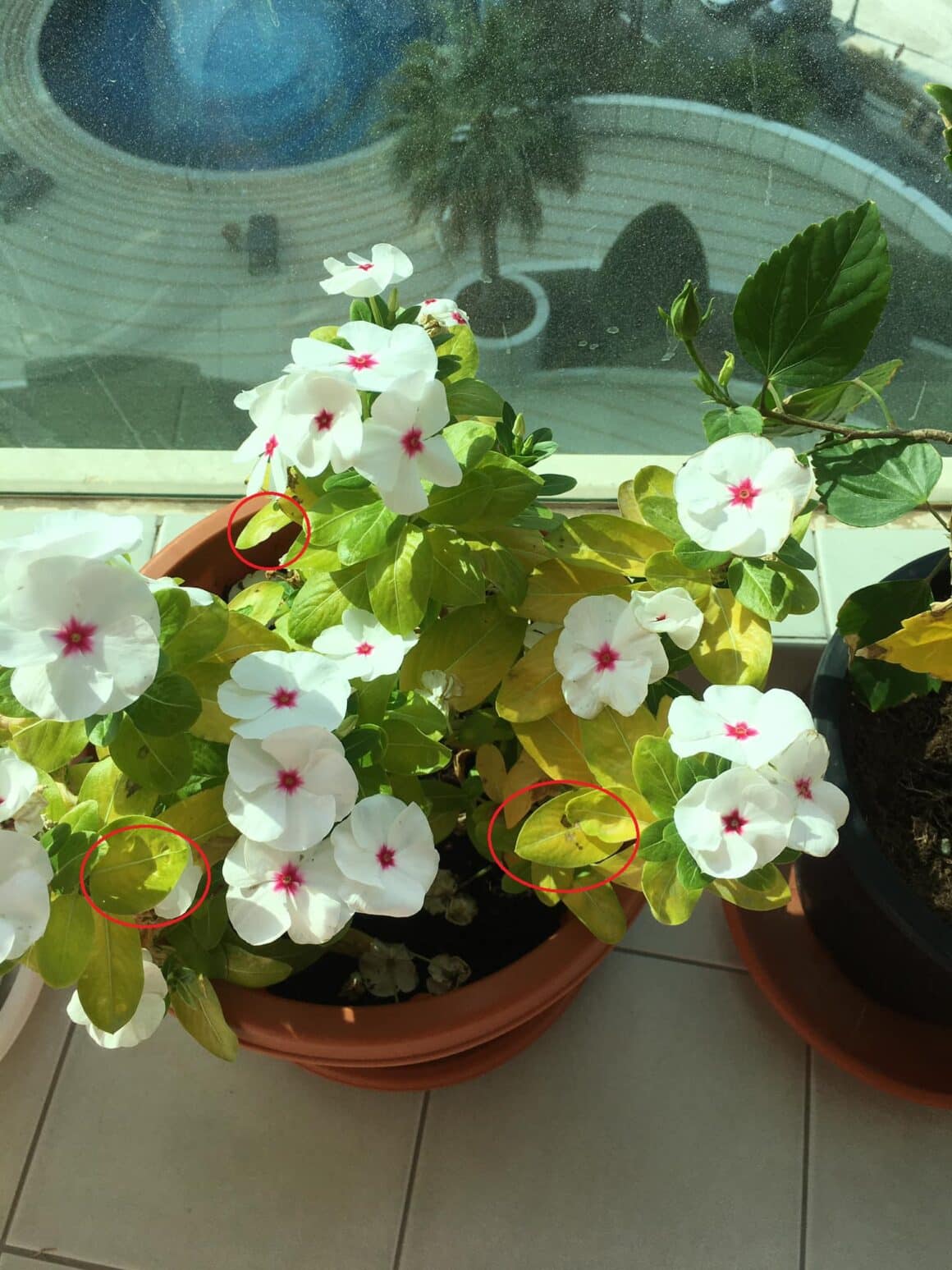 Why Are My Vinca Leaves Turning Yellow? [Potential Causes!]