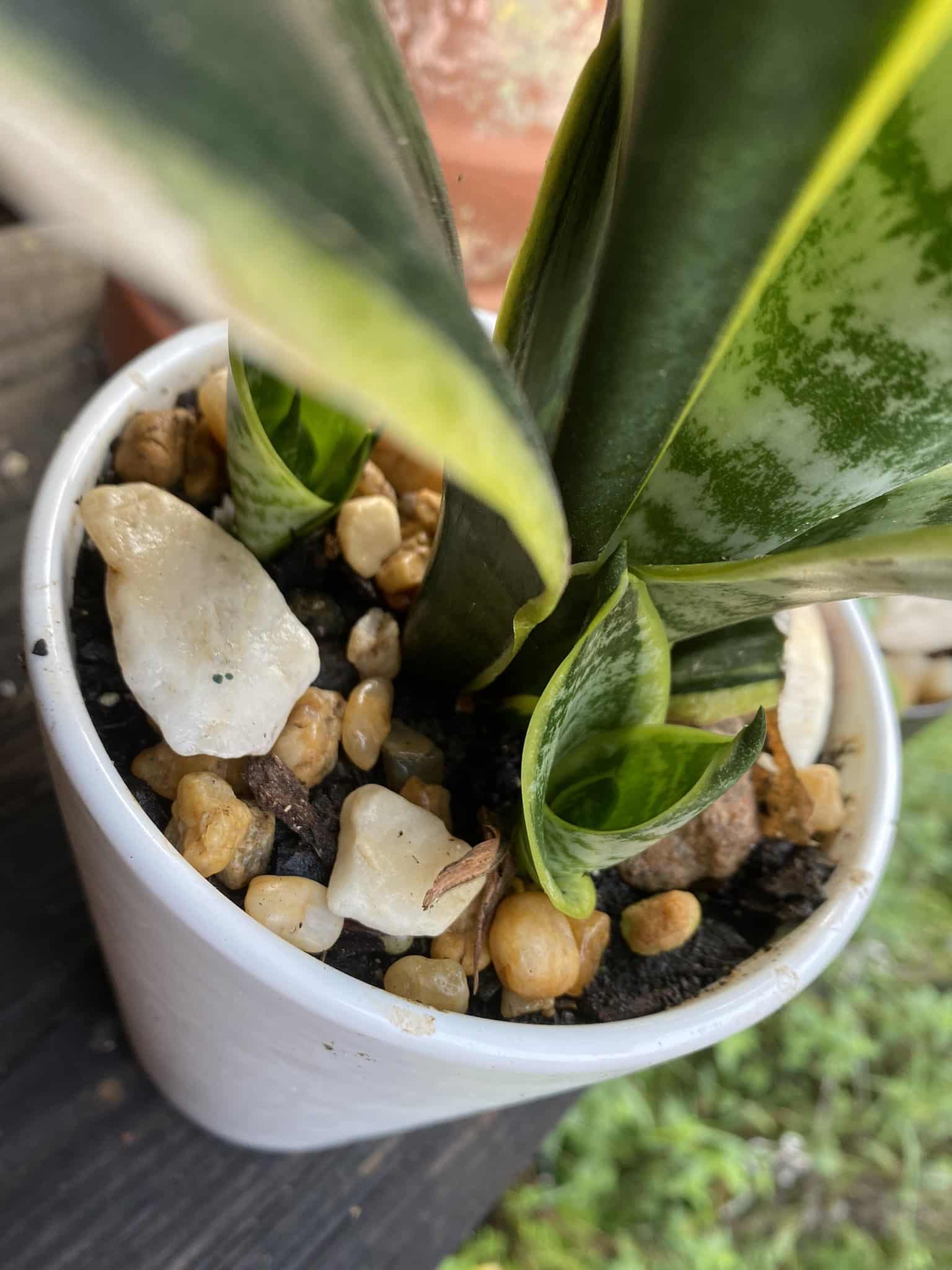 snake plants outdoors