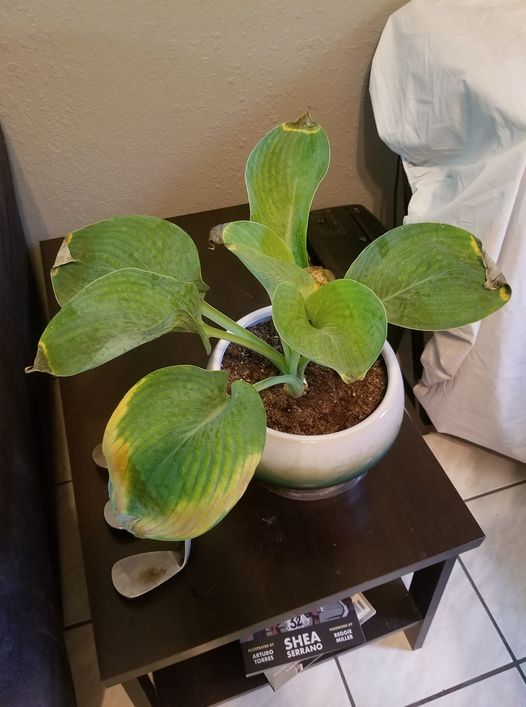 Underwatered Hosta