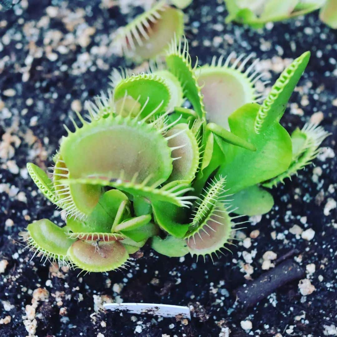 venus fly trap