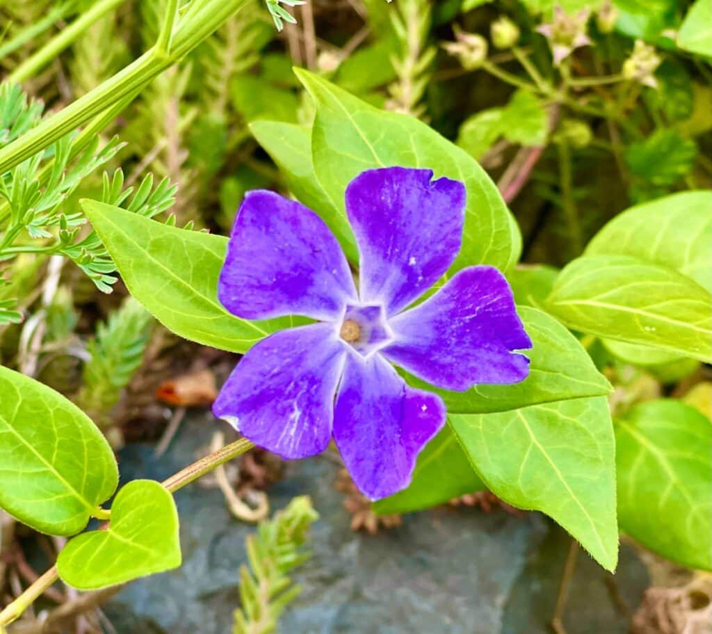 Helathy vinca plant boasts glossy green leaves and colorful blooms