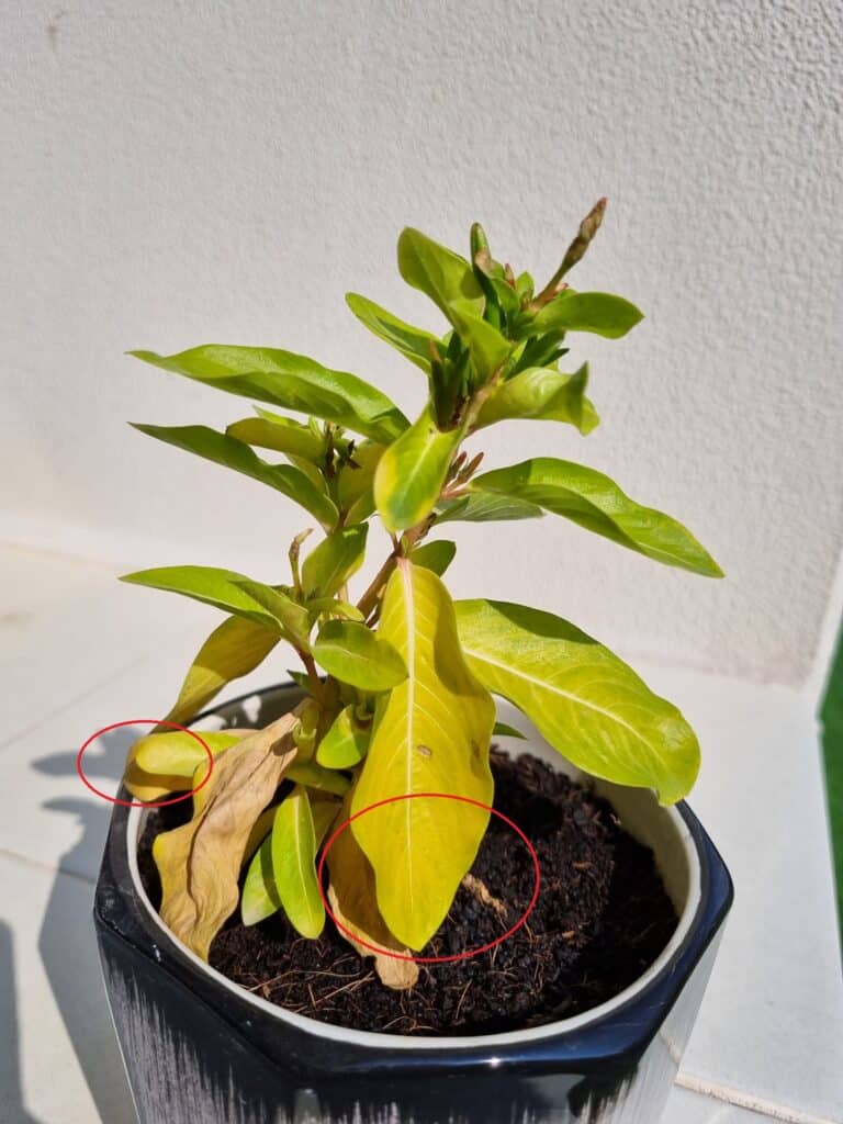 Why Are My Vinca Leaves Turning Yellow? [Potential Causes!]