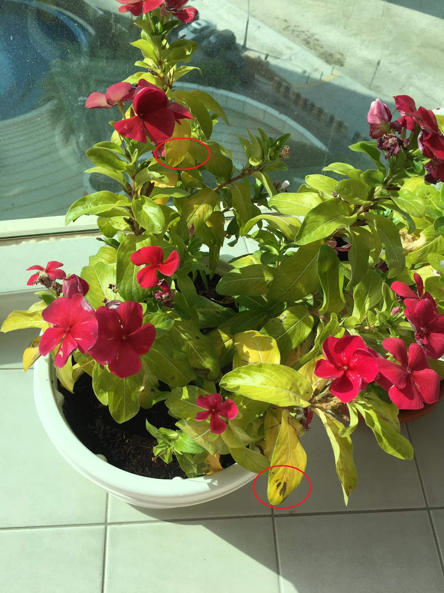 vinca plant with-yellow leaves in pot