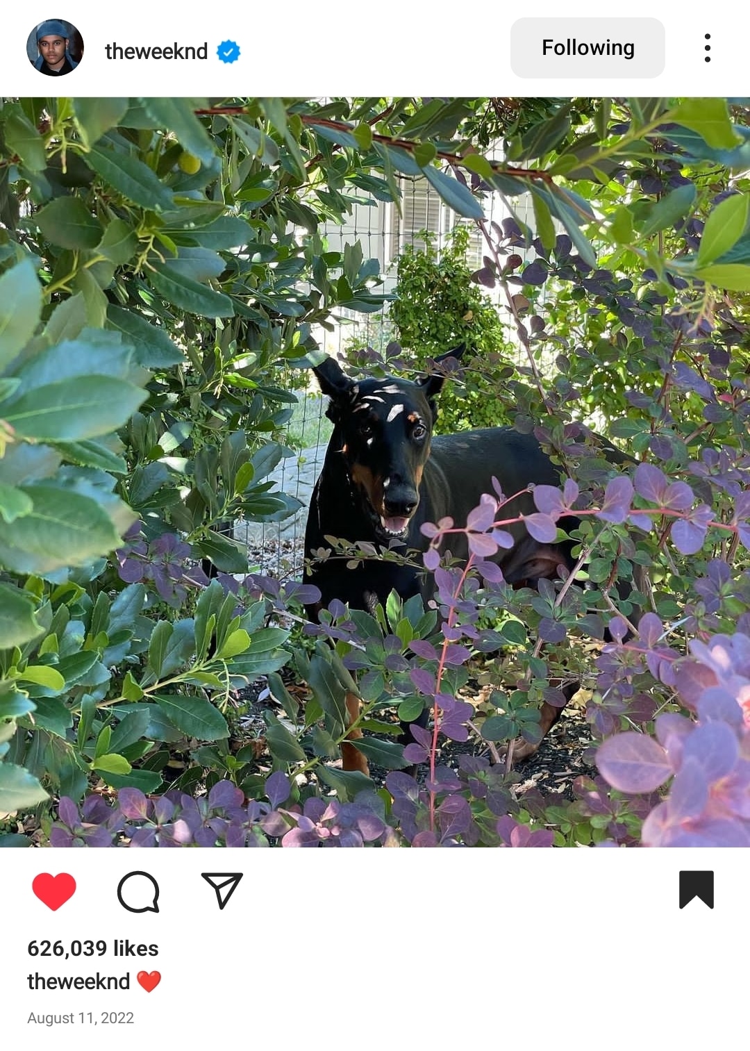 Pet dog of the weeknd having fun in the yard