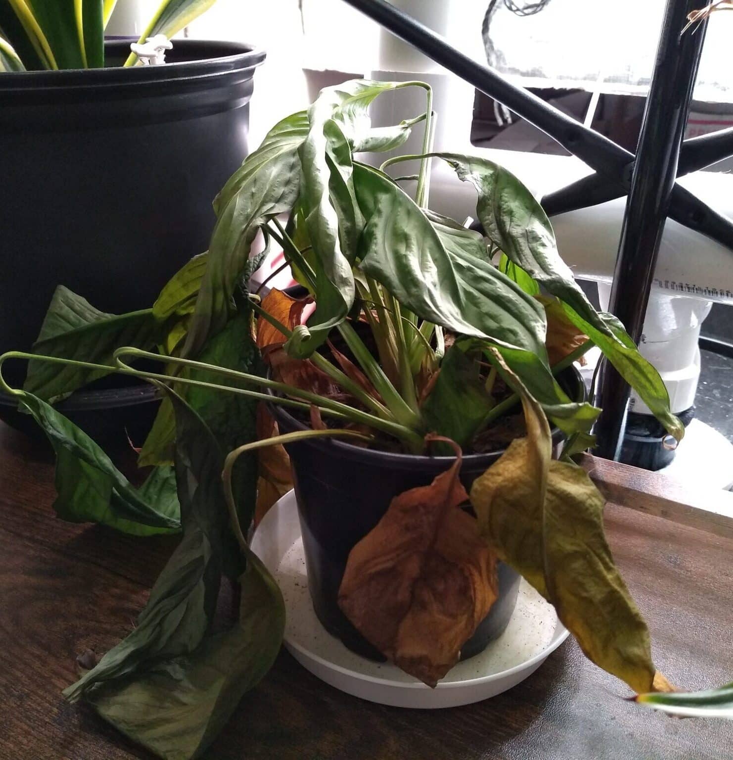 5+ Reasons Behind Peace Lily Drooping [with Expert Solutions]