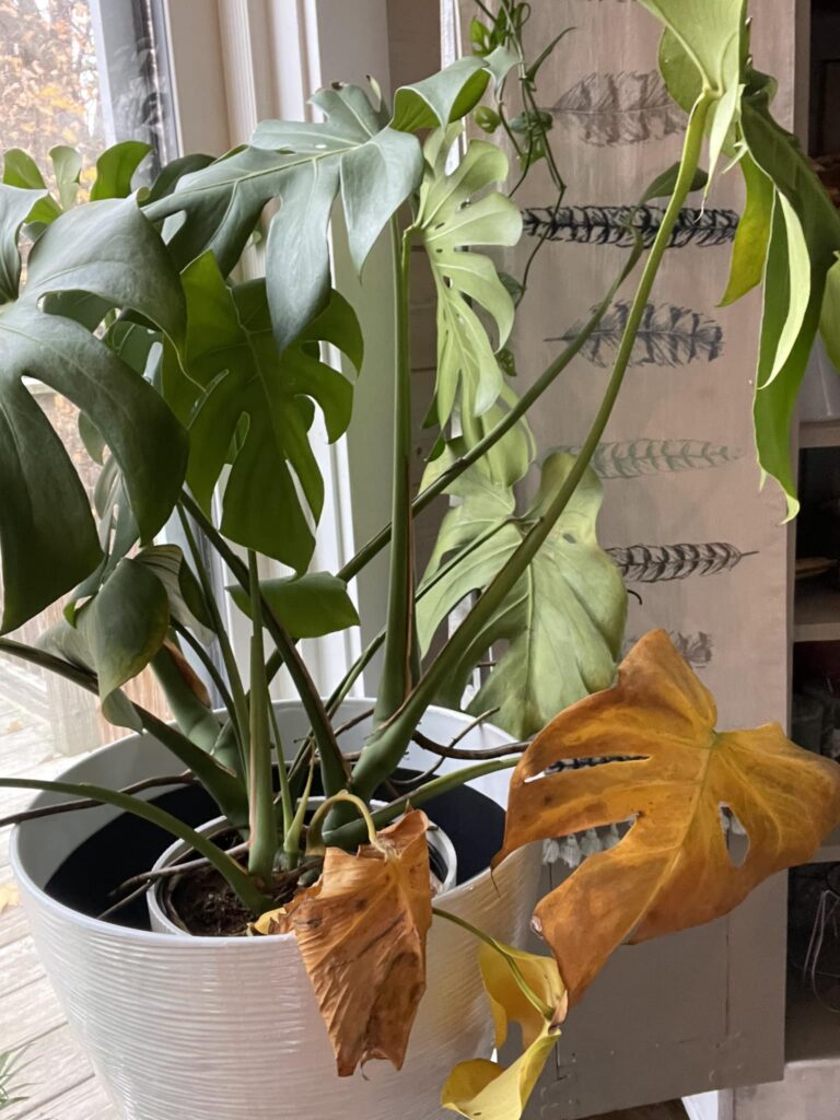 yellow brown monstera leaves