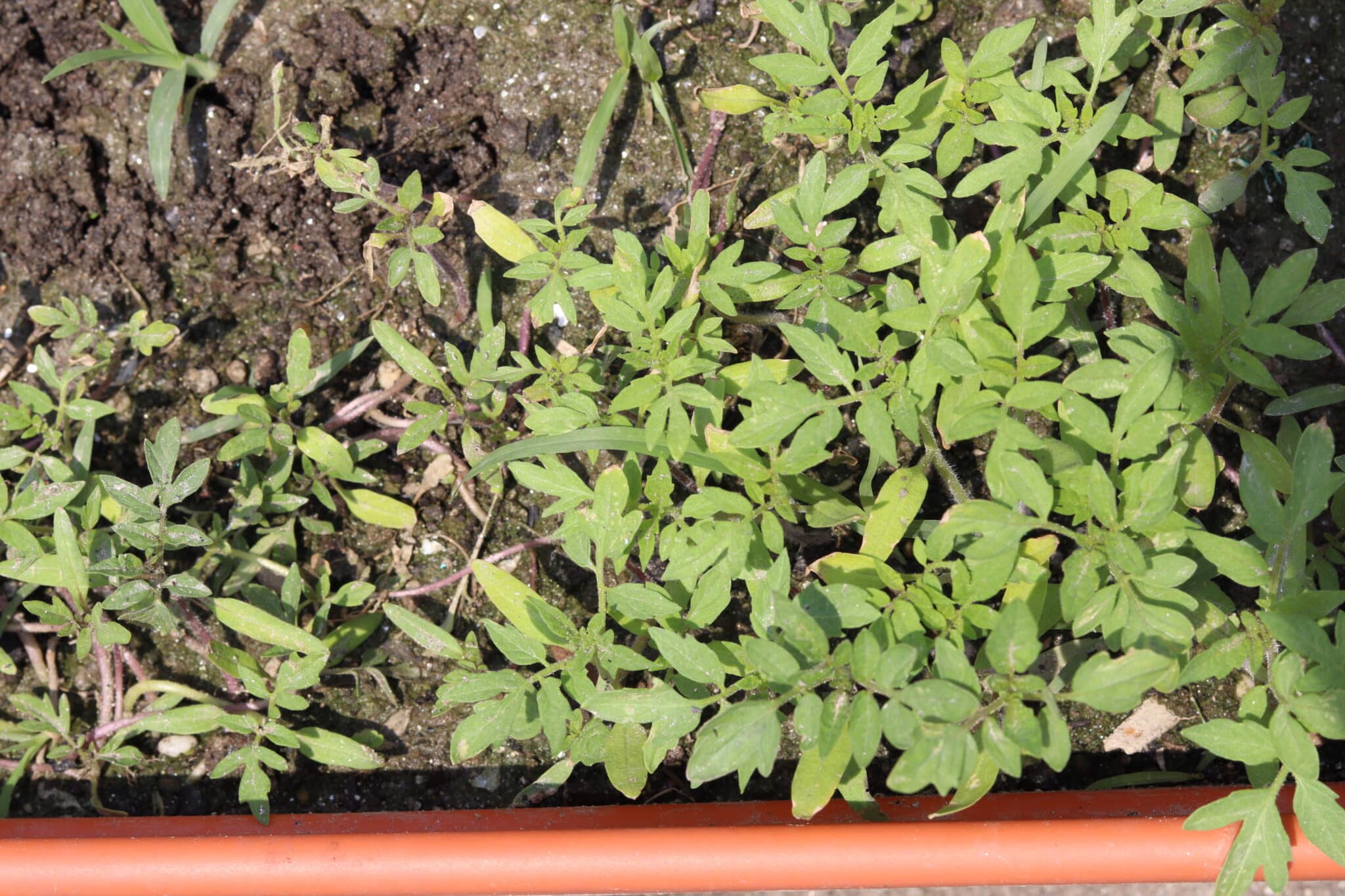 Why Are My Tomato Seedlings Turning Yellow Easy Fixes why-are-my-tomato-seedlings-turning-yellow-easy-fixes