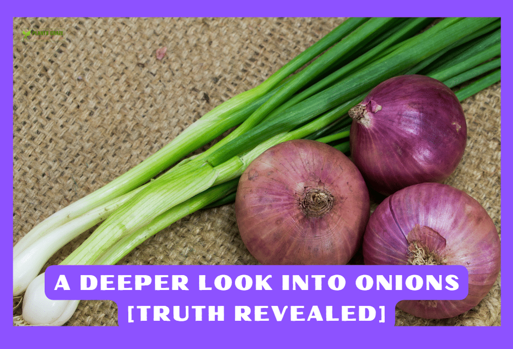 what-part-of-the-plant-is-onion-confusion-solved