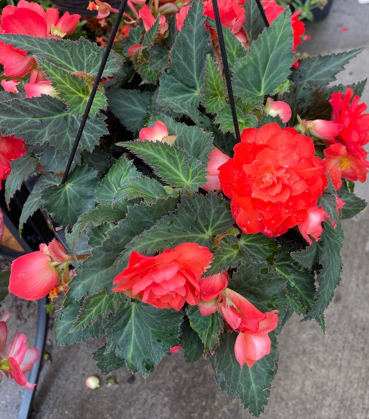 Red Begonia plant blooming 