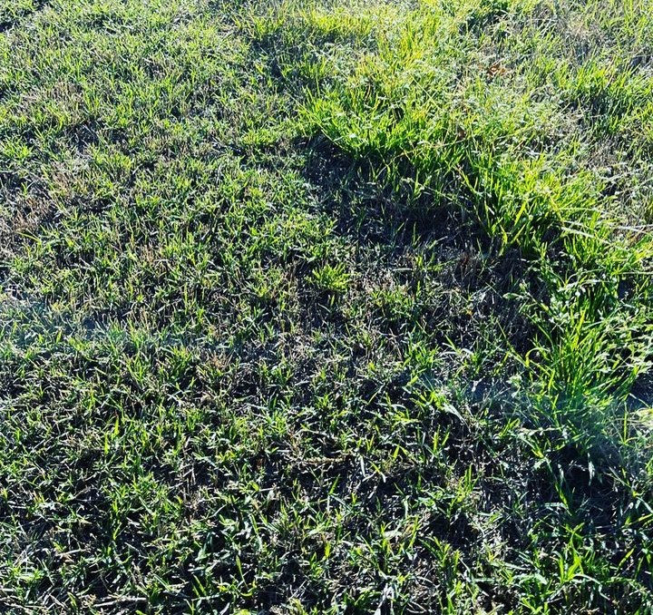 Bermuda grass