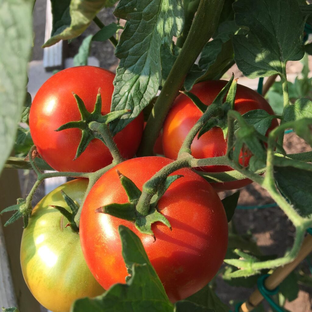 Big Beef Vs Beefsteak: A Tomato Lover's Dilemma [Solved]