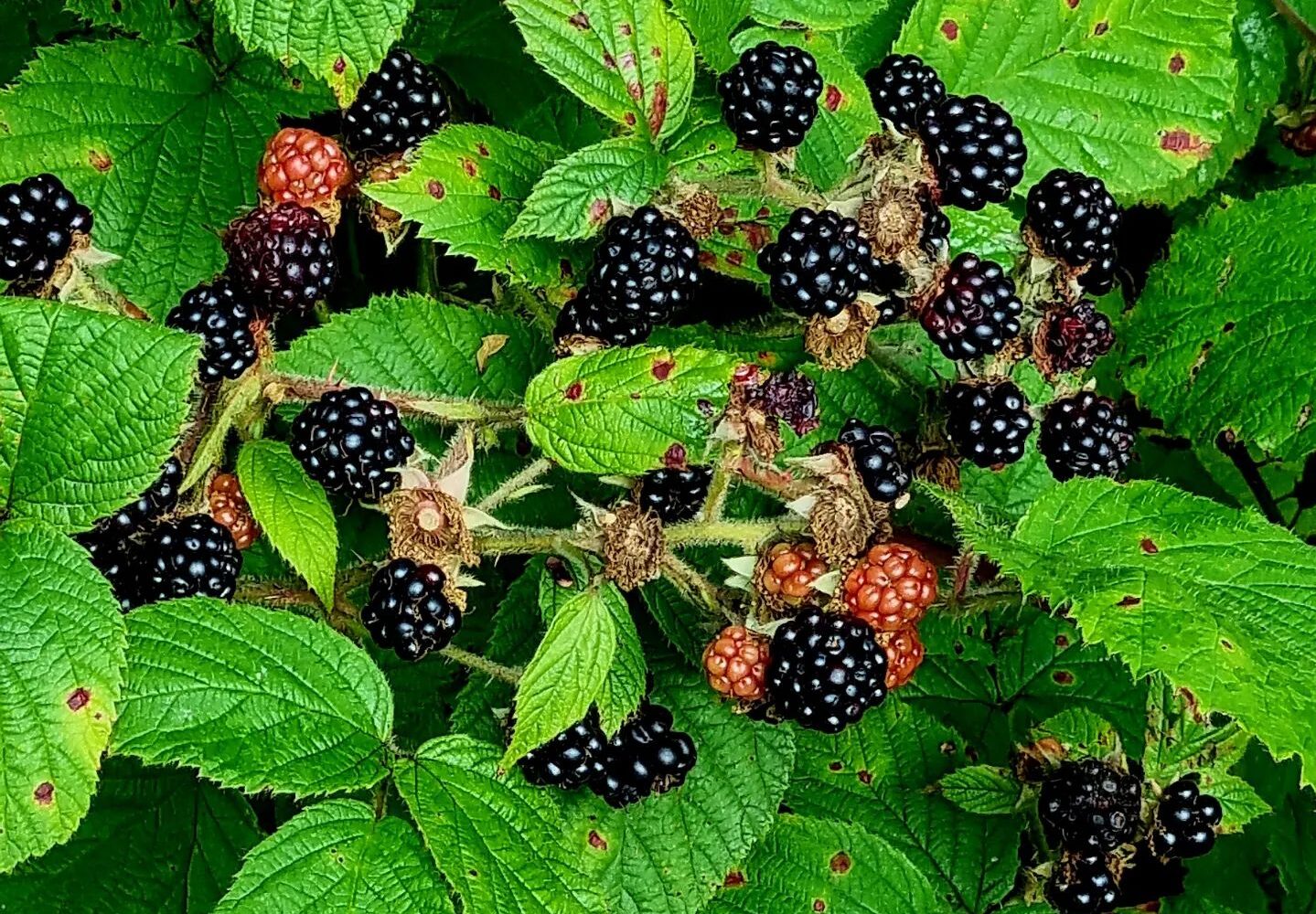 Blackberry Plant Thorns