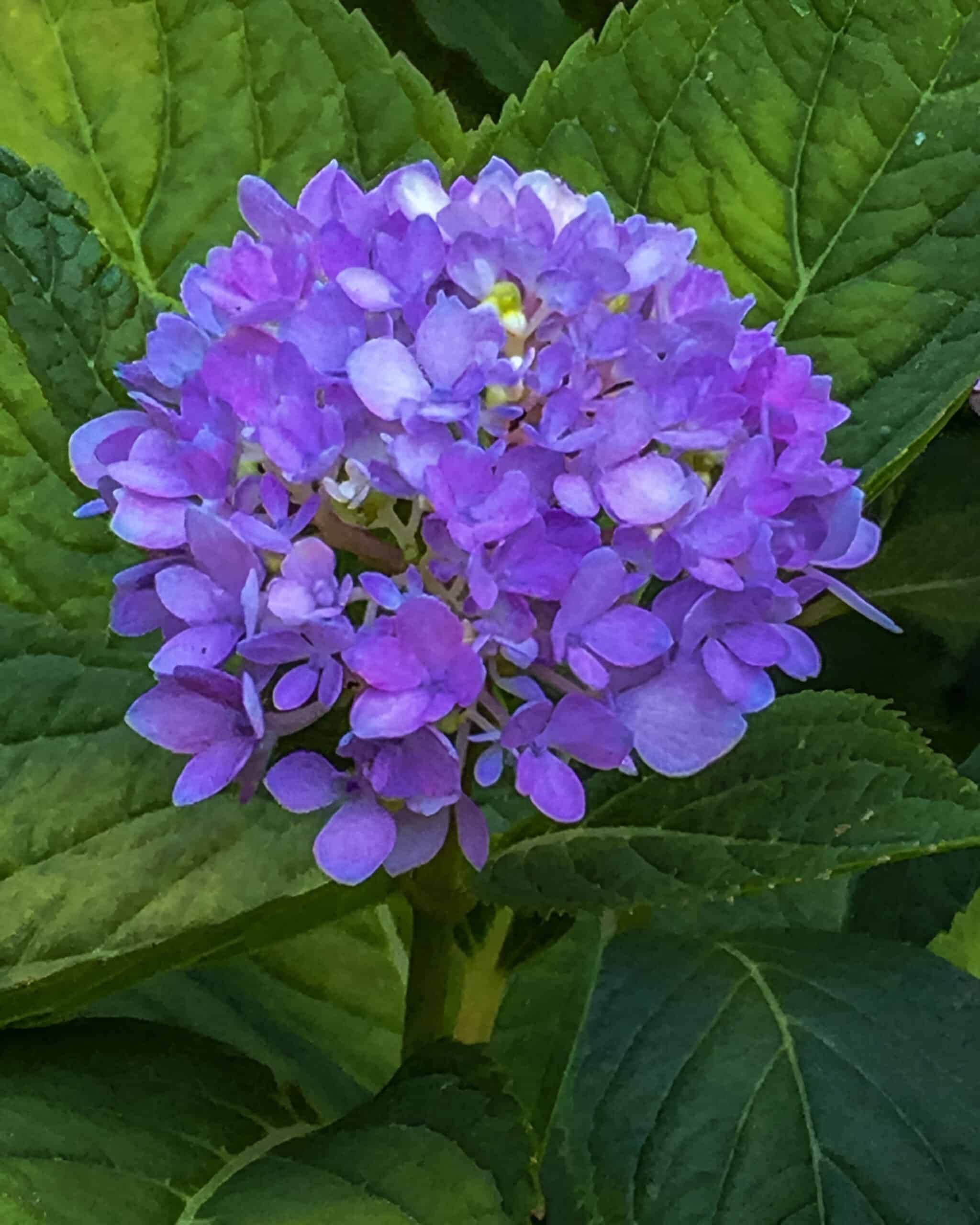 A blue bloom of hydrangea with green leaves