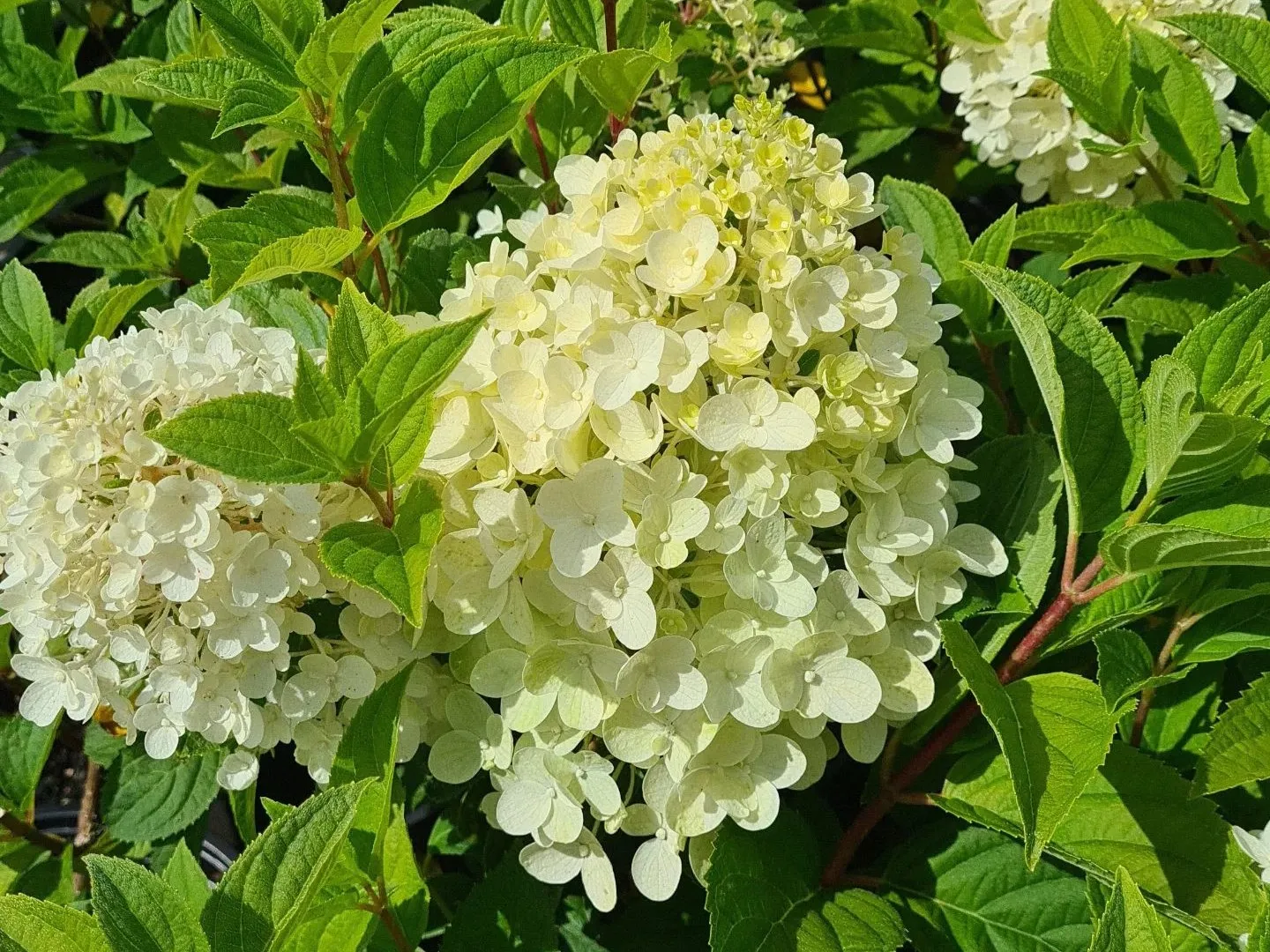 Ultimate Guide To Pruning Bobo Hydrangea: Pro Tips