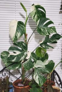 Monstera Borsigiana plant