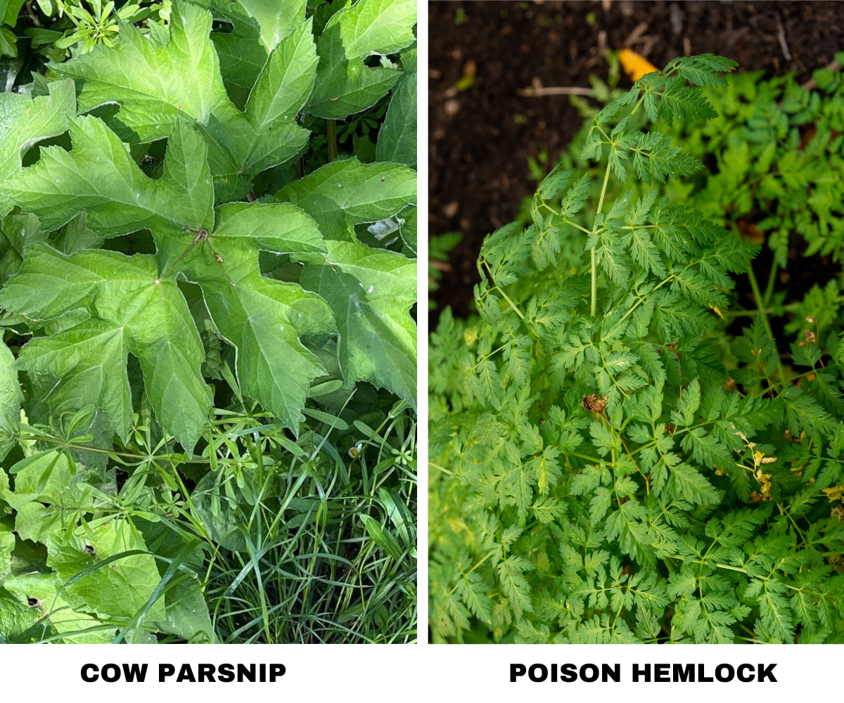 cow parsnip leaf vs poison hemslock leaf