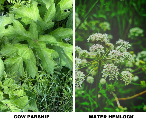 Image represents difference between Cow Parsnip & Water Hemlock