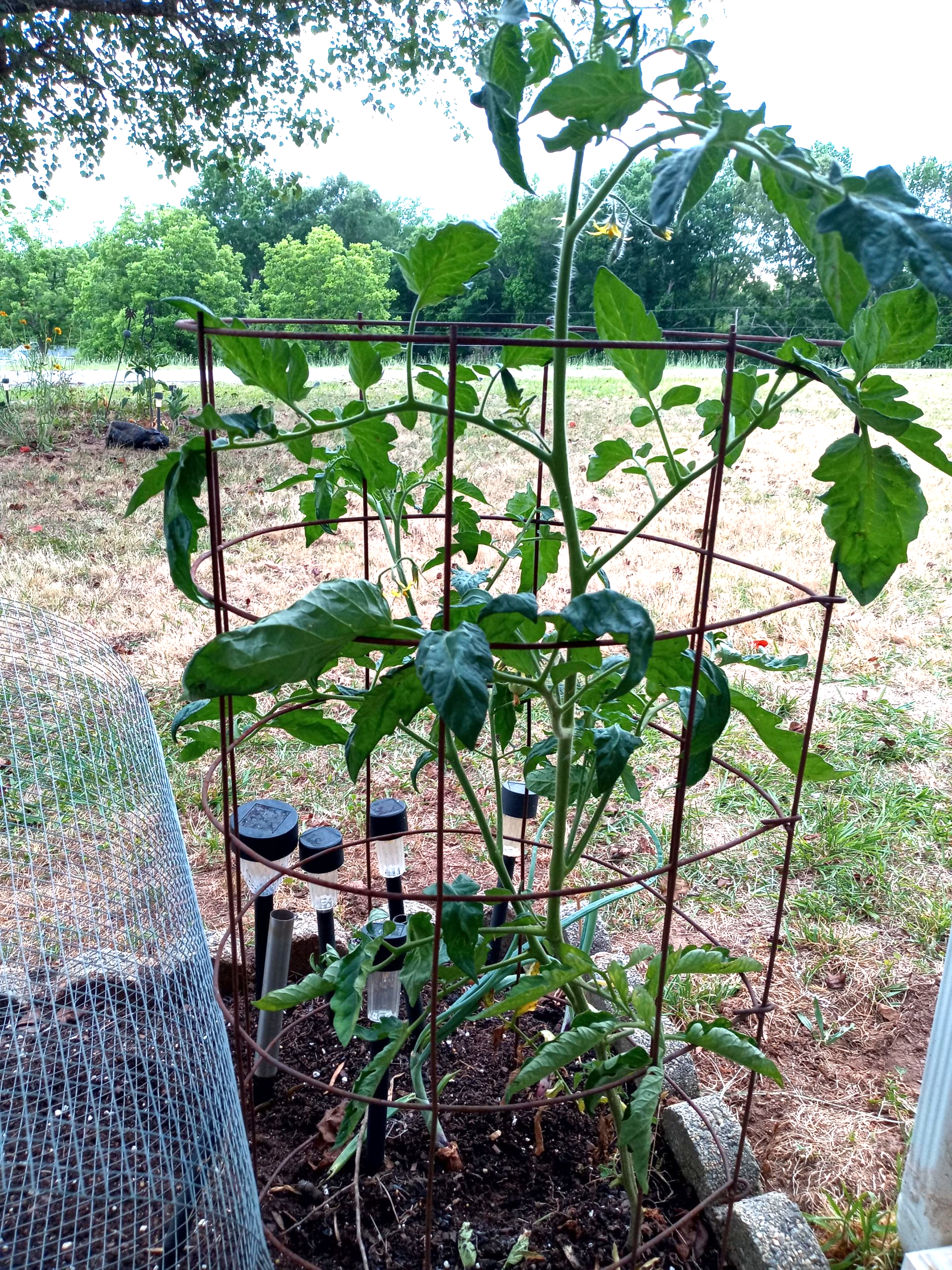 A cage around the tomato plant for support