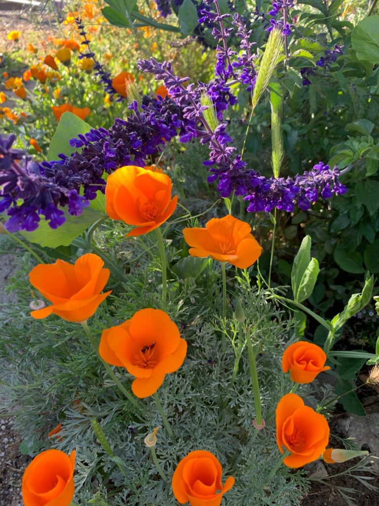 How to Safely Enjoy California Poppy Seeds in Your Cooking