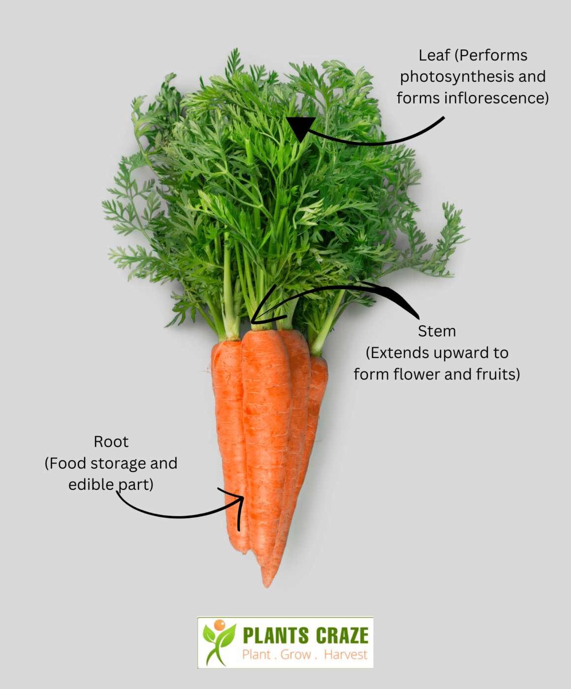 which part of the carrot plant do you usually eat