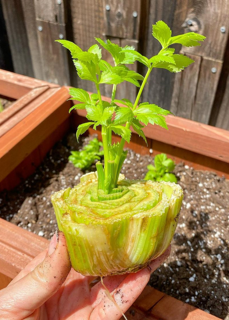 How To Regrow Celery In Water A Step By Step Guide