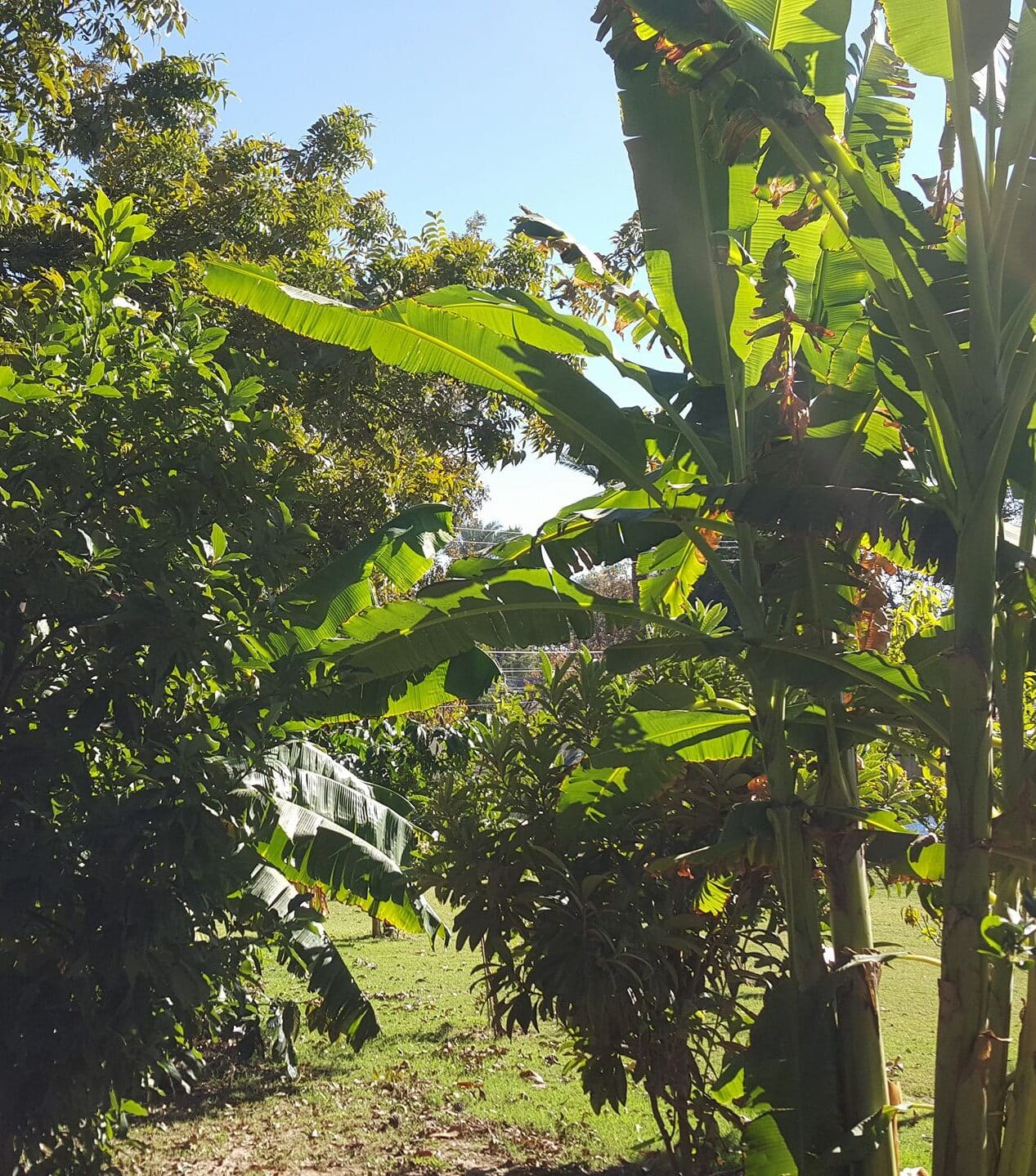 Image represents companion planting Banana trees with other plants