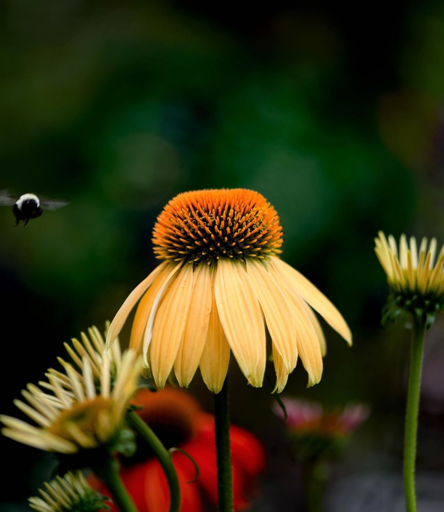 When To Plant Coneflowers? [Scheduling Guide]