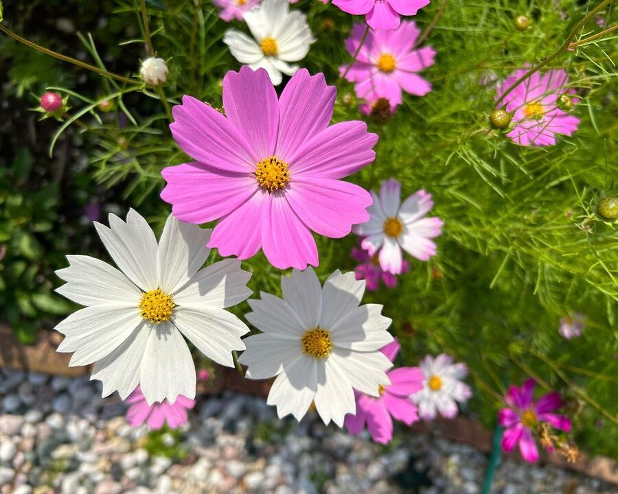 Are Cosmos Edible Can You Make Recipes Out Of Them are-cosmos-edible-can-you-make-recipes-out-of-them