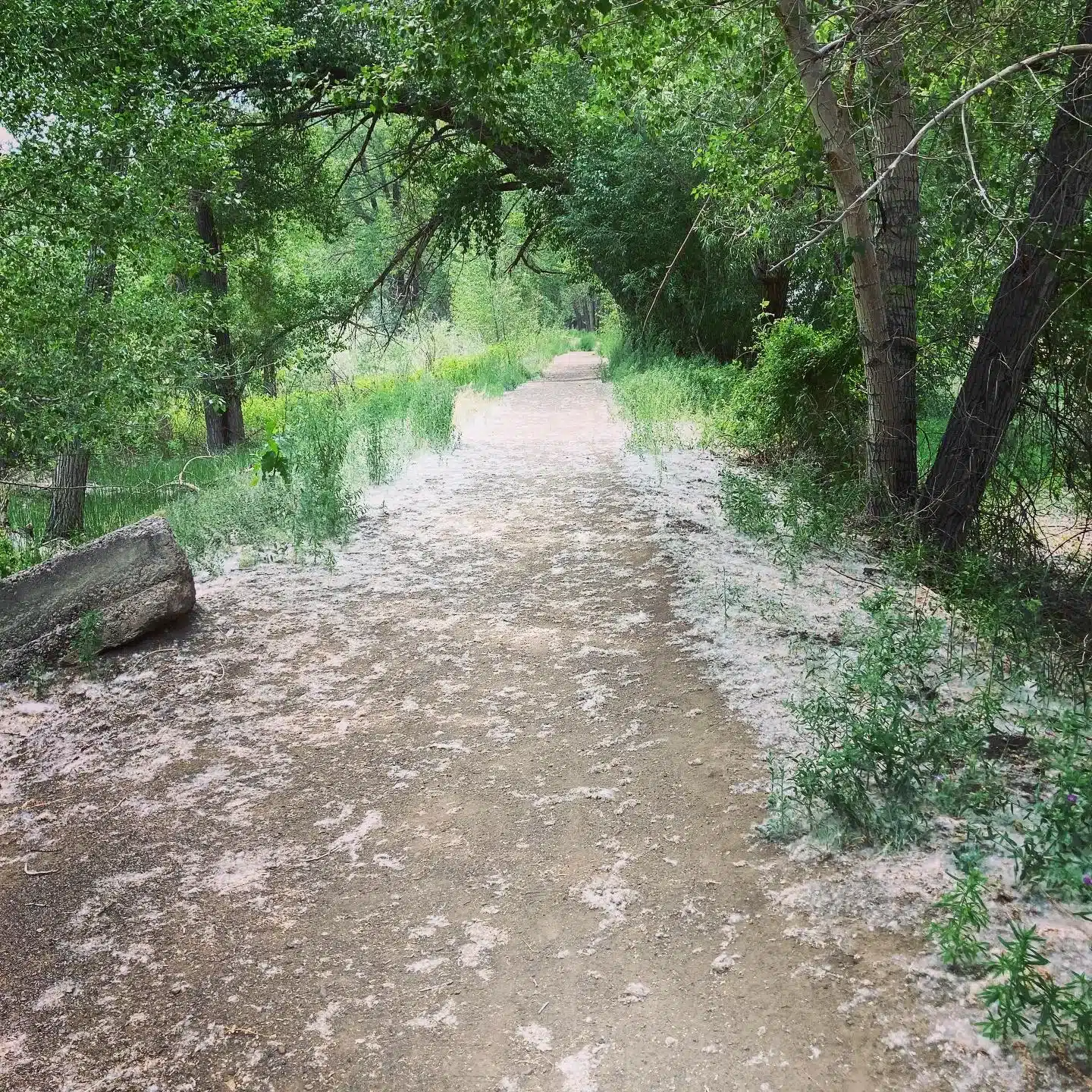 Trees and white fluffy seeds from Cottonwood trees is lying all over the road