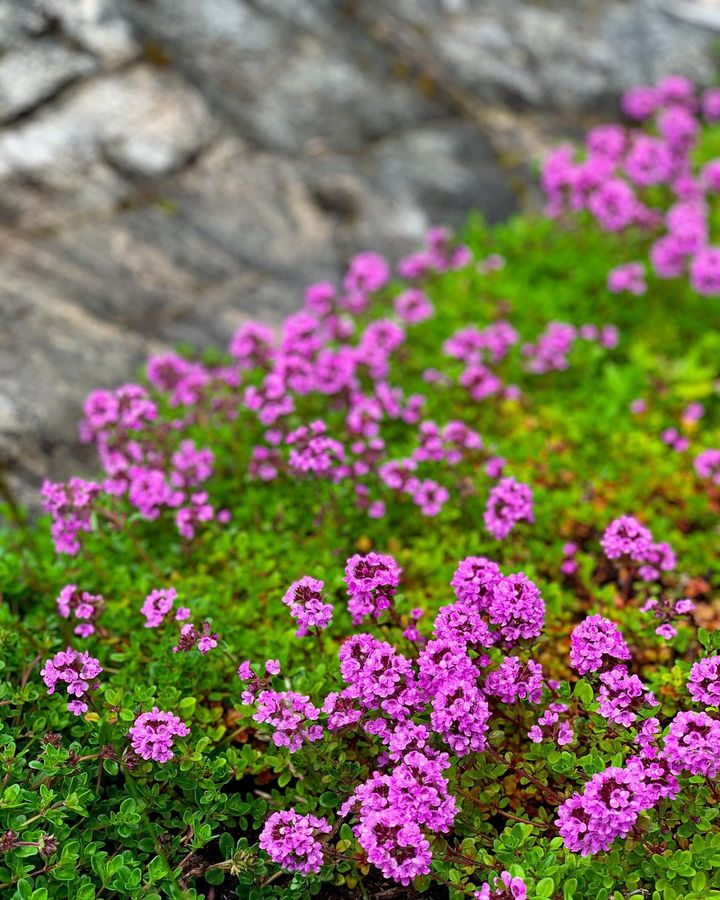 Creeping Thyme Ground Cover